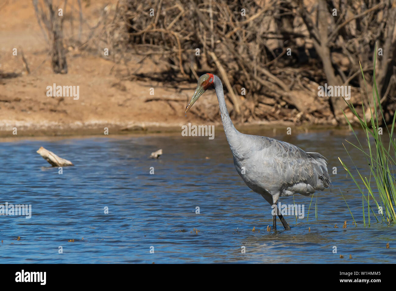 Brolga (Grus rubicunda) Foto Stock