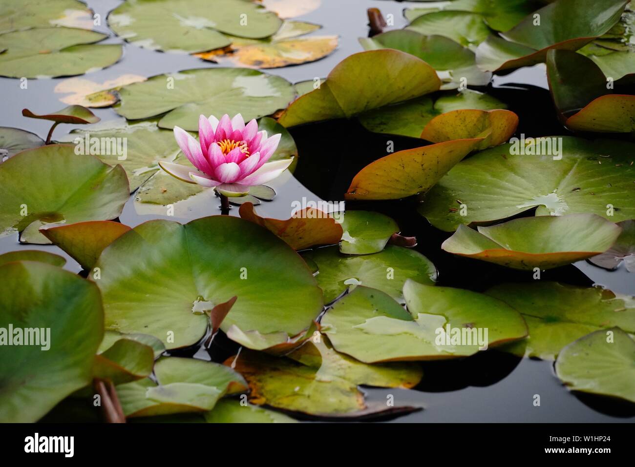 Lily su un laghetto Foto Stock