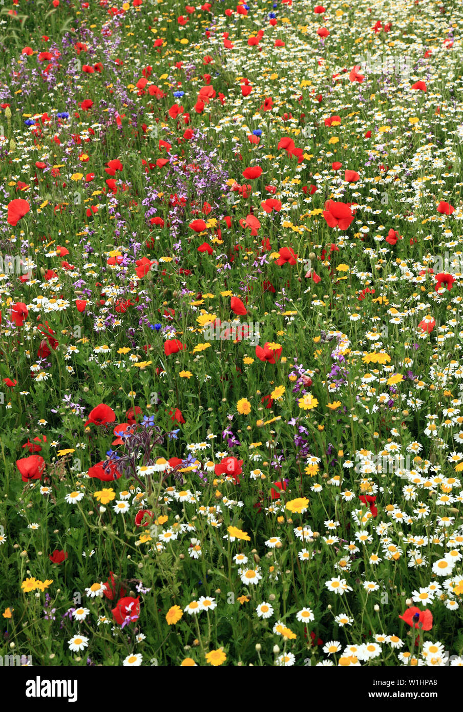 Semi di papavero, Daisy, Fiordaliso, fiori selvatici, giardino di fiori selvaggi, bordo colorato Foto Stock