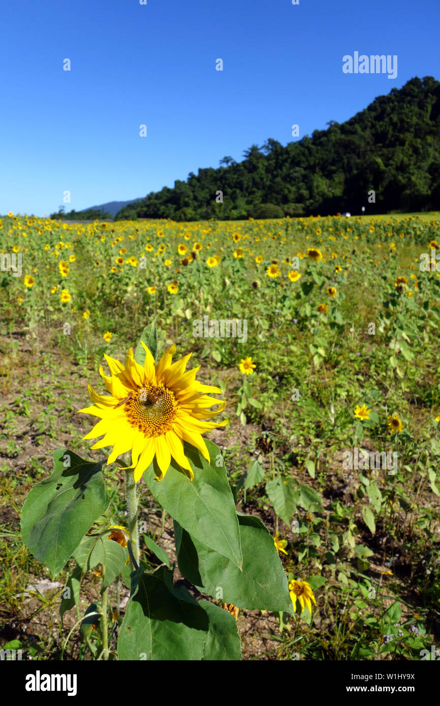 Campo di girasole accanto all'autostrada con foresta pluviale in background, vicino a Cairns, Queensland, Australia Foto Stock