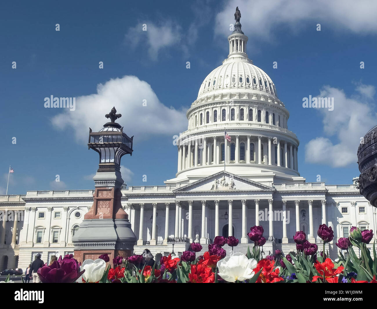 Capitol Building, fiori e una fontana a Washington DC Foto Stock