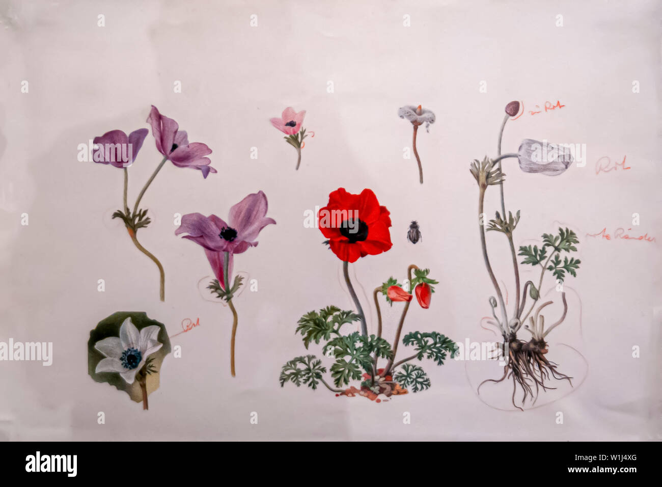 Disegnata a mano e dipinto studio botanico della corona (anemone coronaria Anemone) millefiori israeliano da Shmuel Charuvi C. 1923. Stampa collotipia Foto Stock