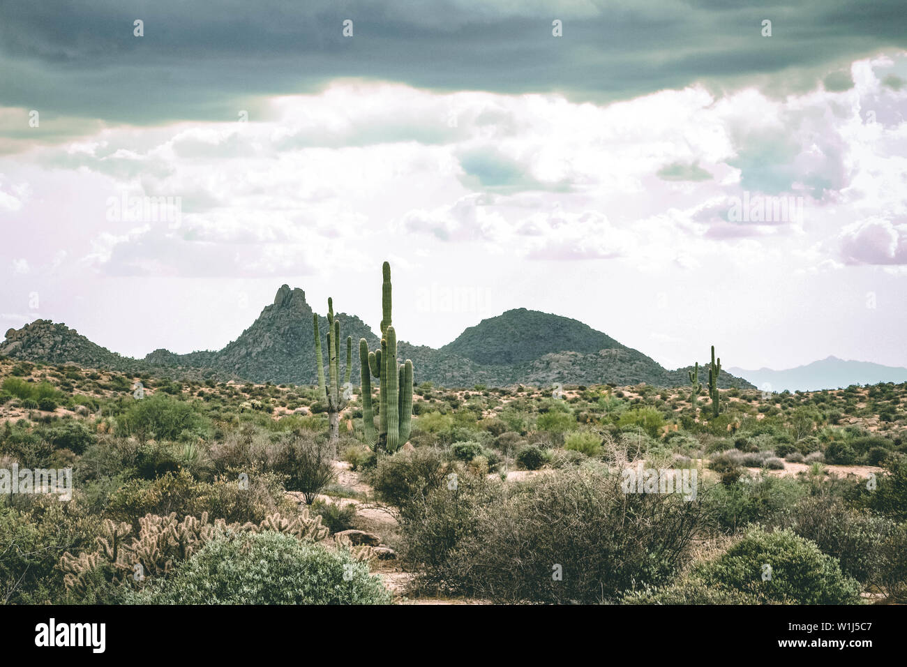 Deserto Sonoran in attesa per la imminente tempesta Foto Stock