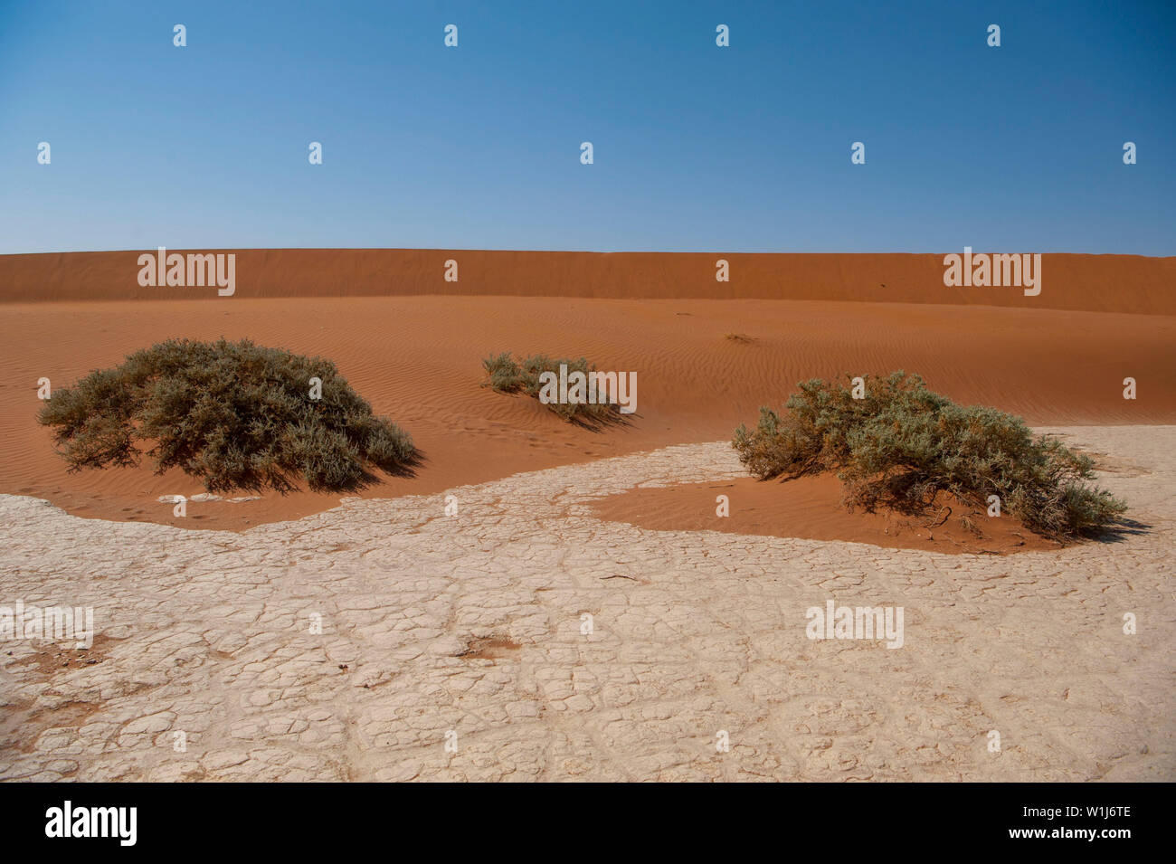 Camel Thorn acacia (acacia erioloba) al fianco di una duna in Sossusvlei, Namib-Naukluft National Park, Namibia, Sud Africa. Foto Stock