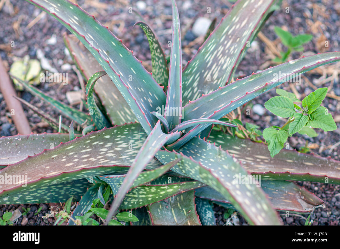 Aloe longibracteata (Origine Sud Africa) in un cactus e succulente giardino fotografato a Tel Aviv, Israele nel Maggio Foto Stock