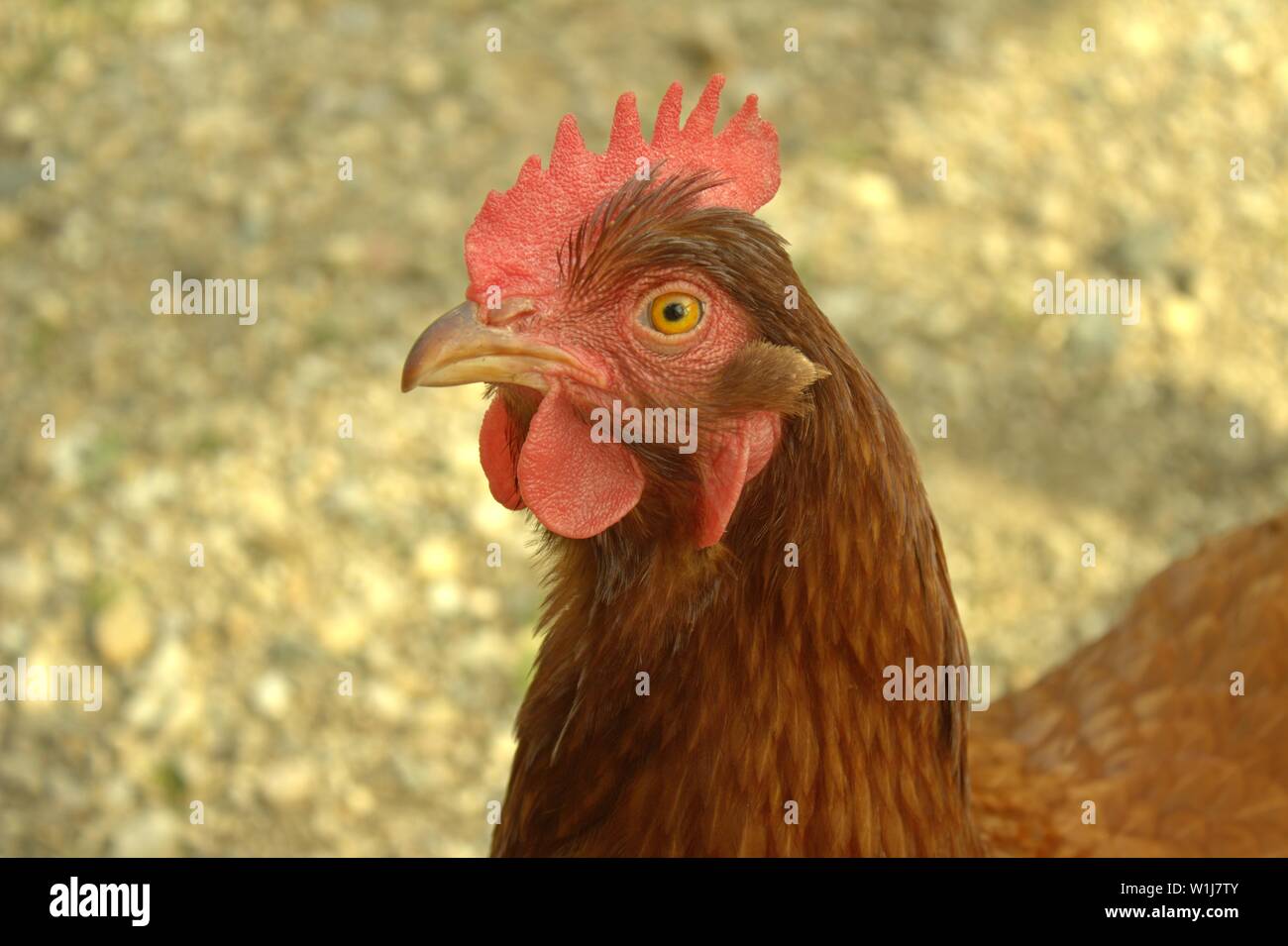 Close Up di Rhode Island red Hen Foto Stock