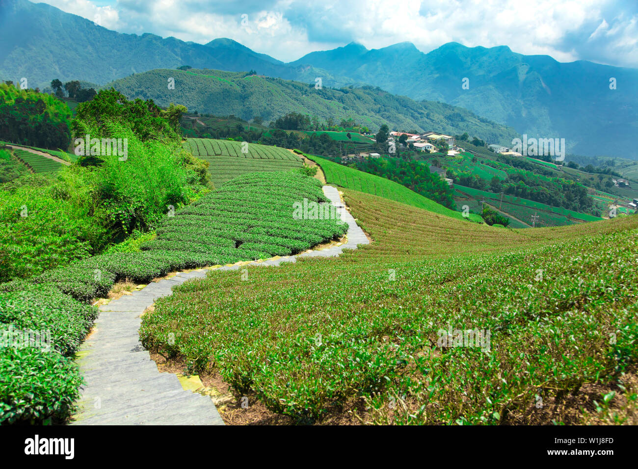 La piantagione di tè con valle .Taiwan. Foto Stock