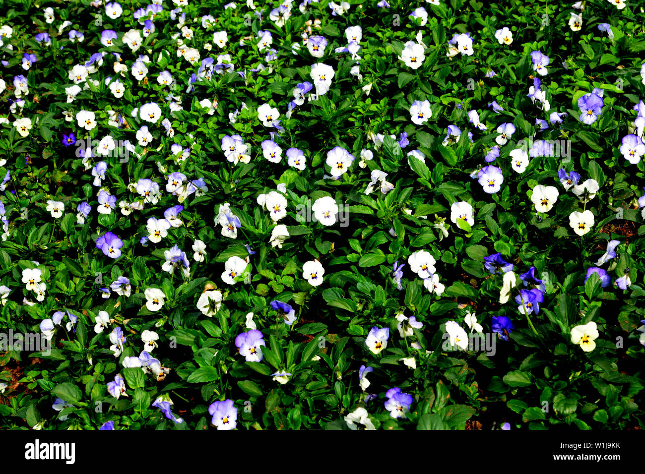 Heartsease o viola tricolore, Johnny Jump Up, giallo pansy, cuore di semplicità, delizia del cuore, tickle-my-fancy, Jack-jump-su-e-kiss-me venire-e-coccola- Foto Stock