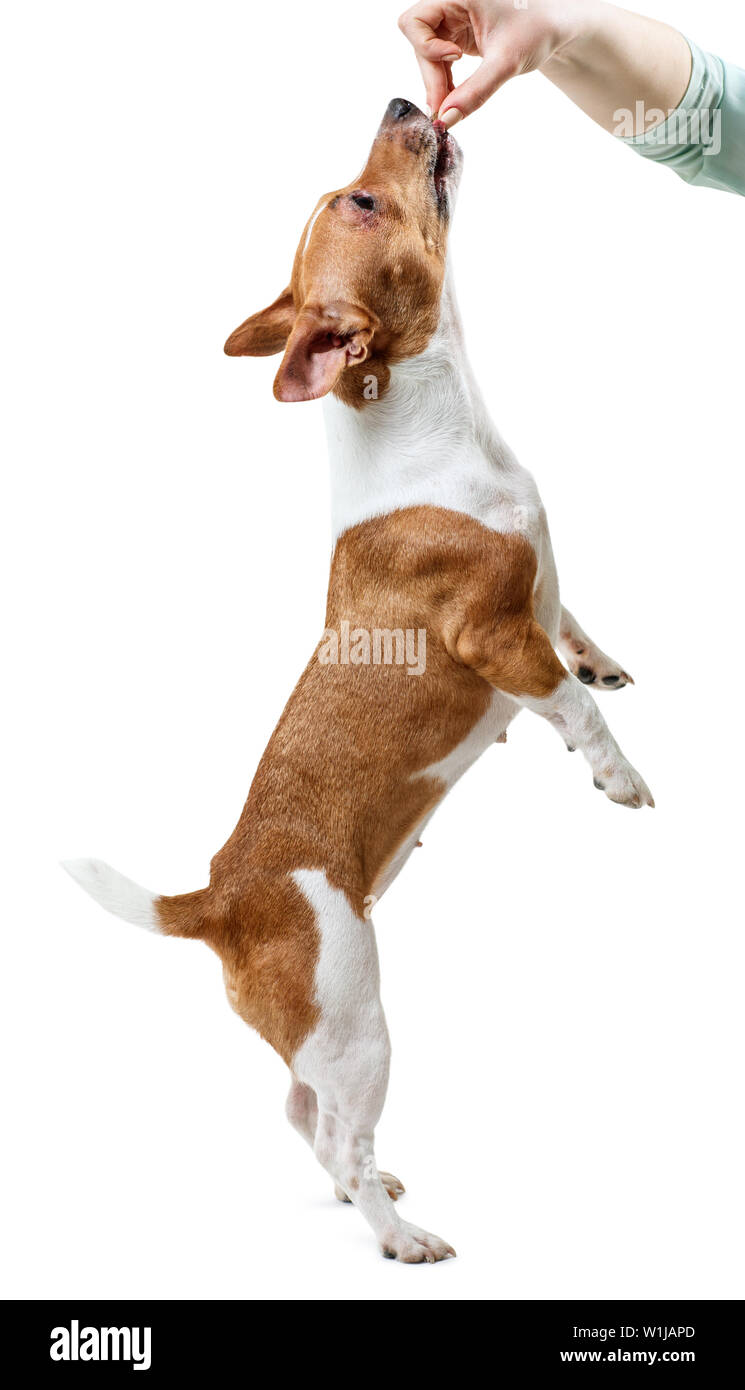 Mano umana formazione Jack Russell Terrier cane con cibo. In piedi sulle zampe posteriori. Isolato su sfondo bianco. Foto Stock