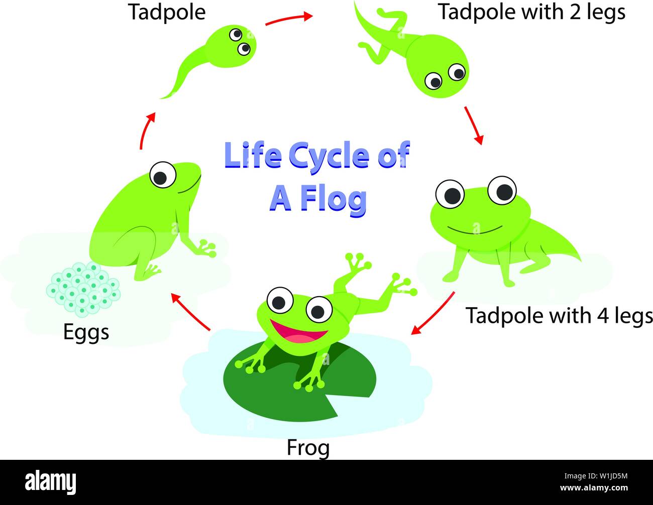 Infografico del ciclo di vita di una rana nel piatto, arte vettoriale Illustrazione Vettoriale