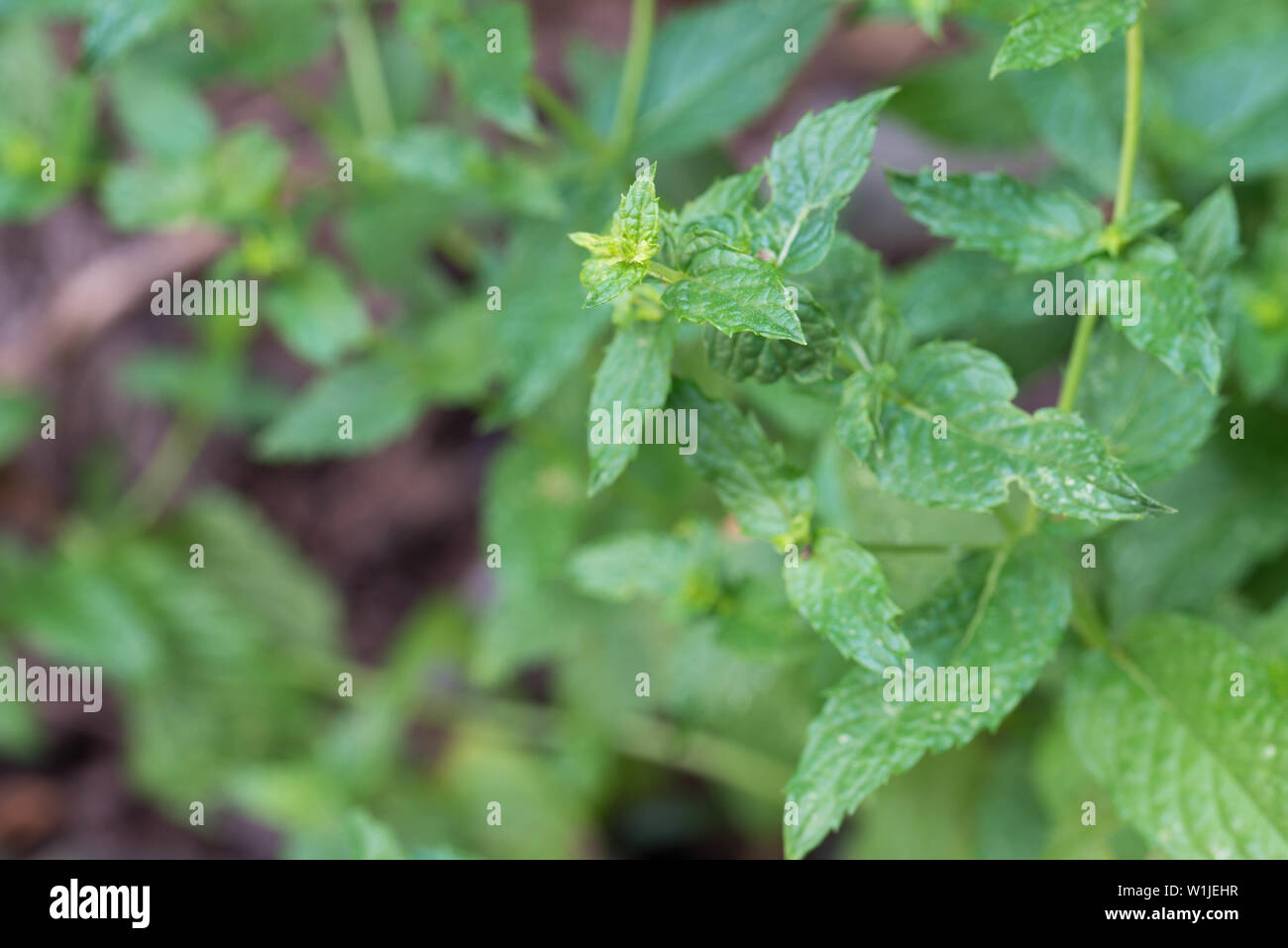 Foglie di menta fresca del giardino in primo piano Foto Stock
