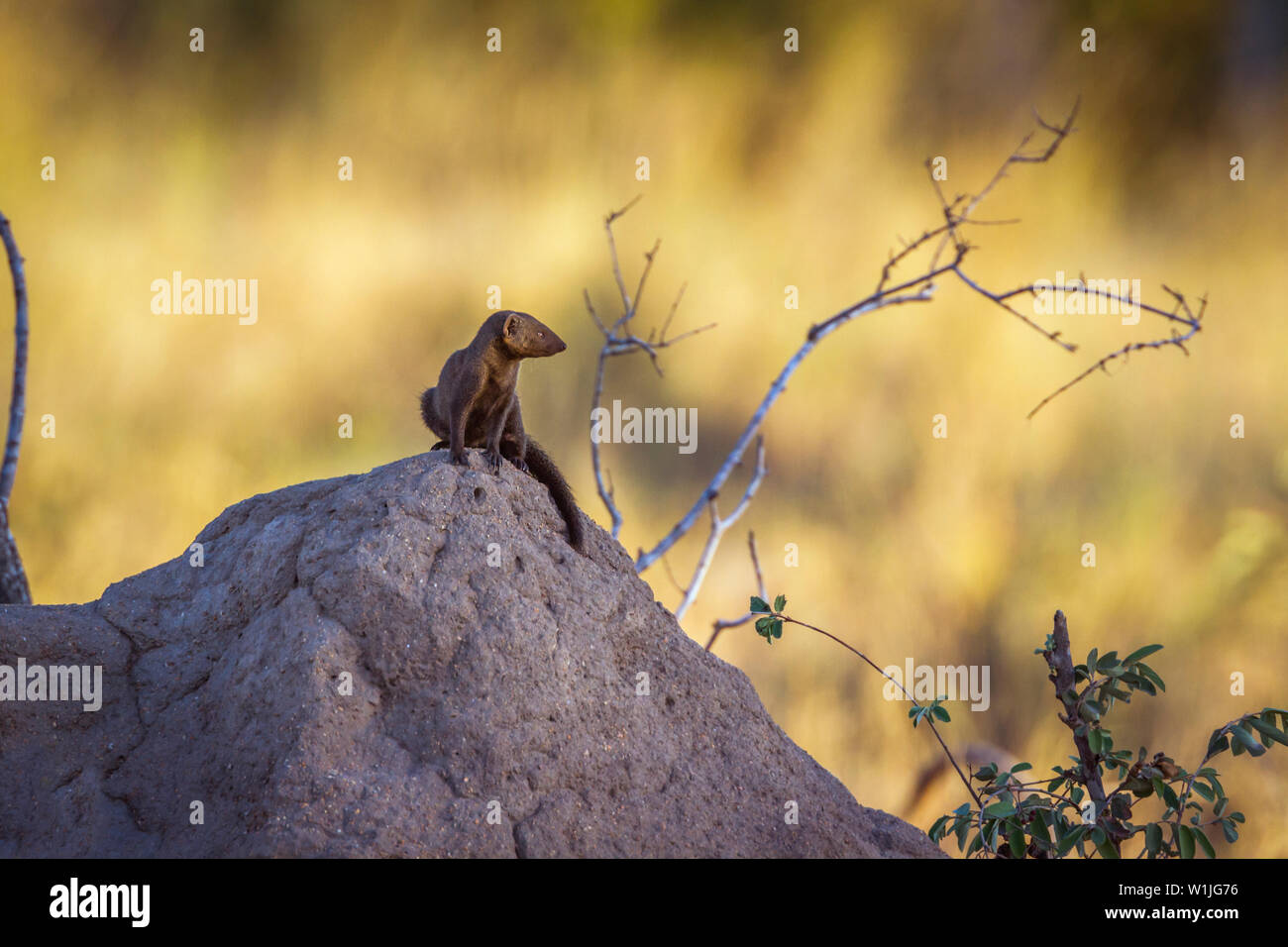Comune la mangusta nana sul tumulo termite nel Parco Nazionale di Kruger, Sud Africa ; Specie Helogale parvula famiglia dei Herpestidae Foto Stock
