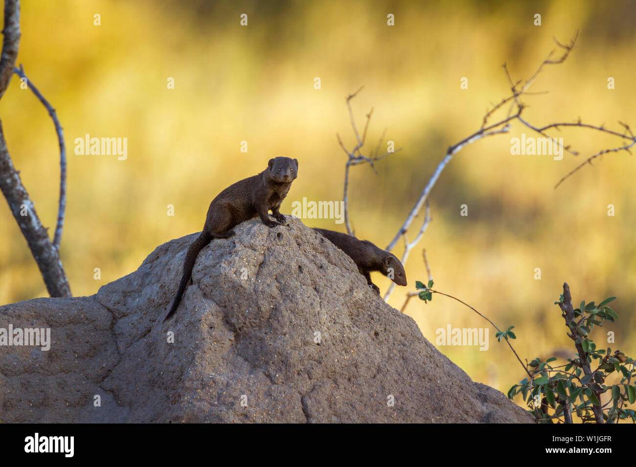 Due comuni la mangusta nana sul tumulo termite nel Parco Nazionale di Kruger, Sud Africa ; Specie Helogale parvula famiglia dei Herpestidae Foto Stock