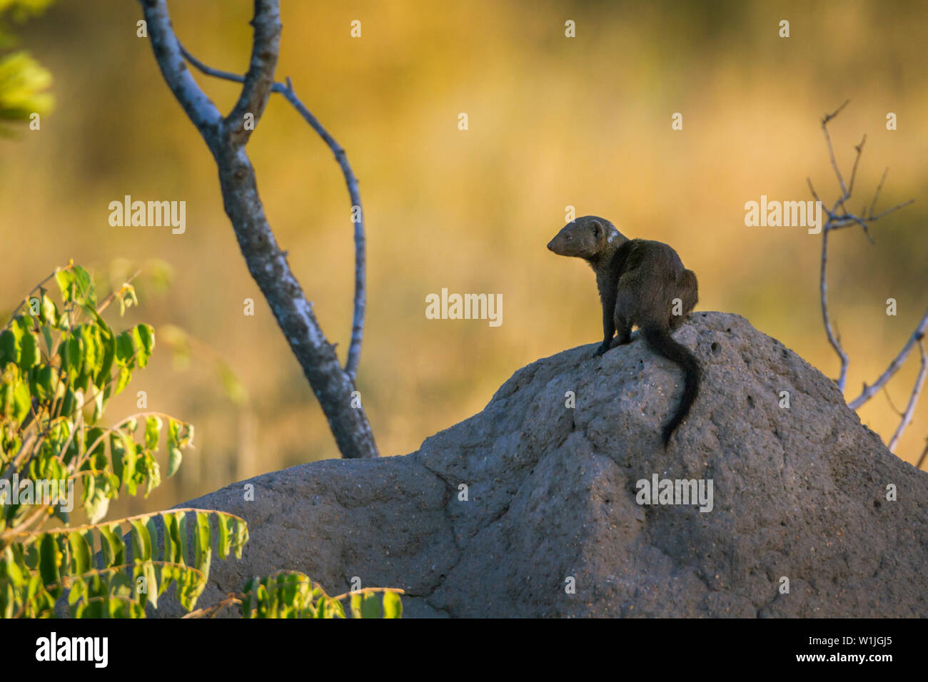 Comune la mangusta nana sul tumulo termite nel Parco Nazionale di Kruger, Sud Africa ; Specie Helogale parvula famiglia dei Herpestidae Foto Stock