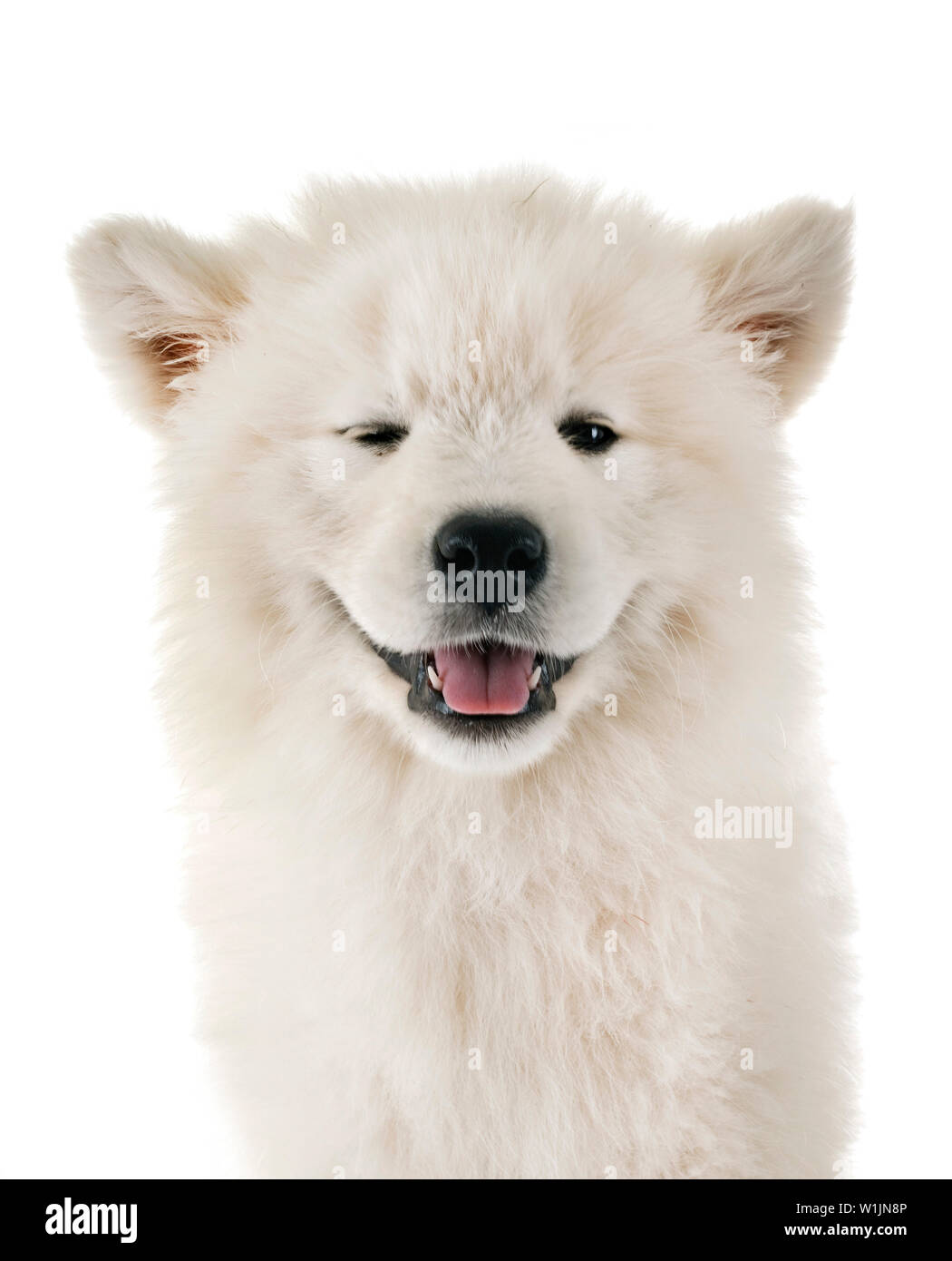 Cucciolo di cane samoiedo davanti a uno sfondo bianco Foto Stock