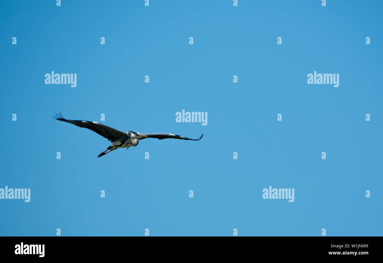 Airone cenerino Ardea cinerea battenti, della fauna selvatica in habitat naturali Foto Stock