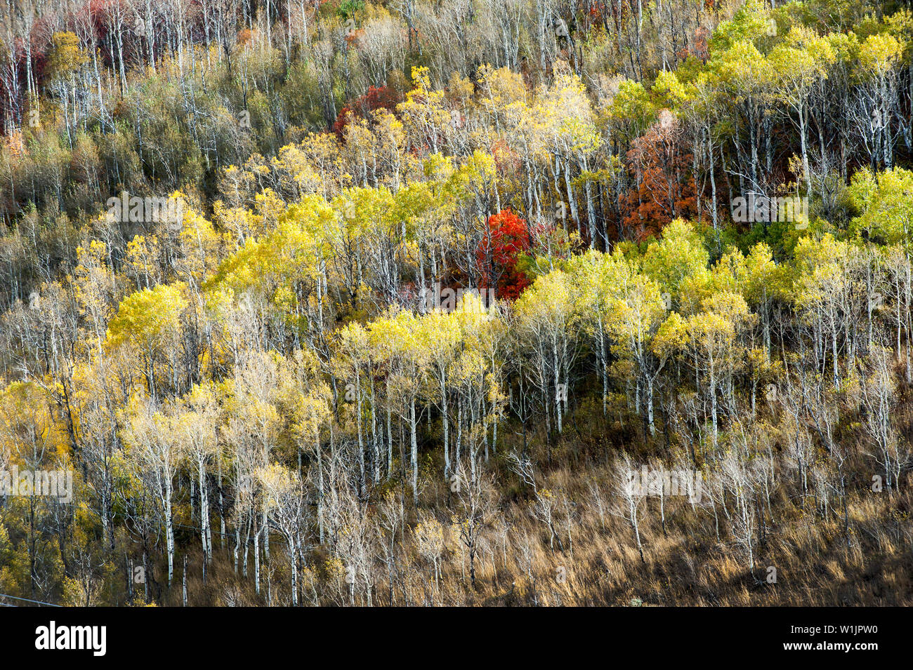 Un solitario rovere, si lascia Blazing Red, spicca in un boschetto di aspen come Autunno a colori scende sulla Utah's Wasatch Mountain Range. (C) 2015 Tom Kelly Foto Stock