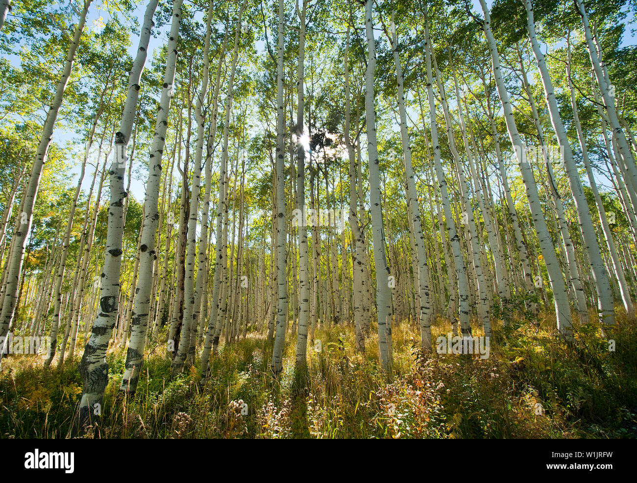 Il sole pomeridiano che trafigge un Aspen Tree Forest tra Midway e Guardsman passano vicino a Park City, Utah durante i primi giorni di autunno a colori. (C) 2013 per Foto Stock