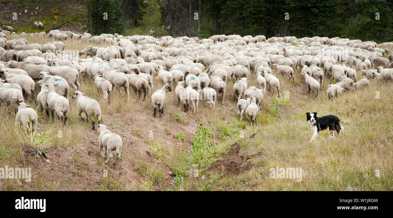 Un Border Collie corre un gregge di pecore attraverso un prato vicino a Heber Montagna in Uinta-Wasatch-Cache National Forest East di Kamas, Utah. (C) 2013 Tom Foto Stock