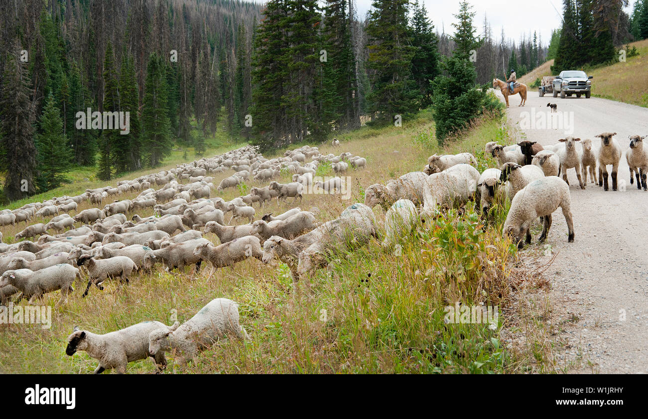 Un pastore sta sentinenal con un Border Collie come centinaia di pecore correre per un prato vicino a Heber Montagna in Uinta-Wasatch-Cache National Forest Foto Stock