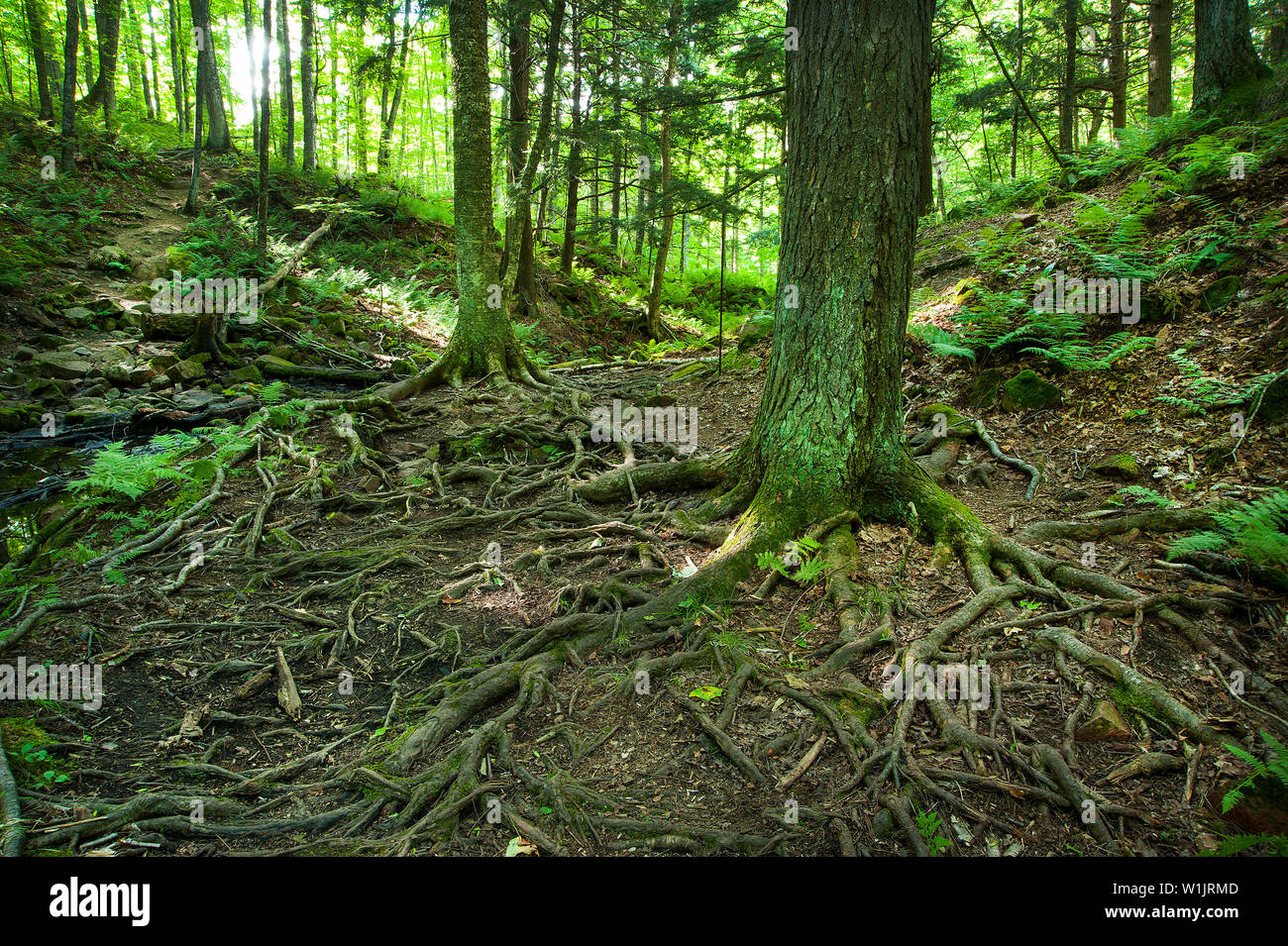 Radici di albero proliferazione fuori attraverso la foresta Northwoods su una escursione per la cupola di San Pietro in Chequamegon-Nicolet National Forest. (C) 2013 Tom Kelly Foto Stock