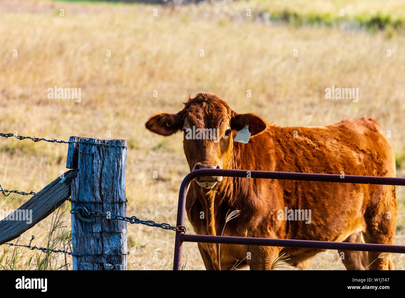 Le vacche in una fattoria in Australia rurale Foto Stock
