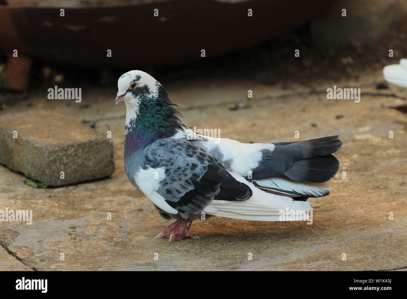In bianco e nero di Pigeon seduto a terra Foto Stock