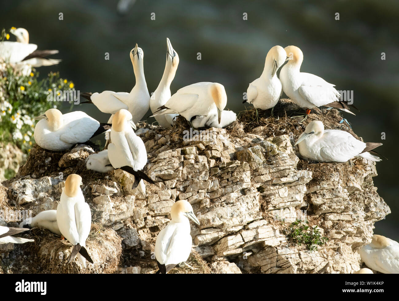 Le sule nidificano nell'RSPB riserva naturale a Bempton Cliffs nello Yorkshire, come oltre 250.000 uccelli marini gregge a Chalk cliffs per trovare un compagno e allevare i loro piccoli. Foto Stock