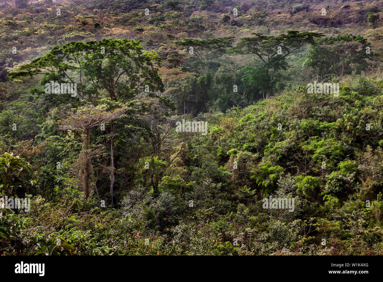 Paesaggio della foresta pluviale tropicale lussureggiante vegetazione con piante & alcuni alberi fioriti nella giungla africana di riserva forestale area di conservazione, Sierra Leone Foto Stock