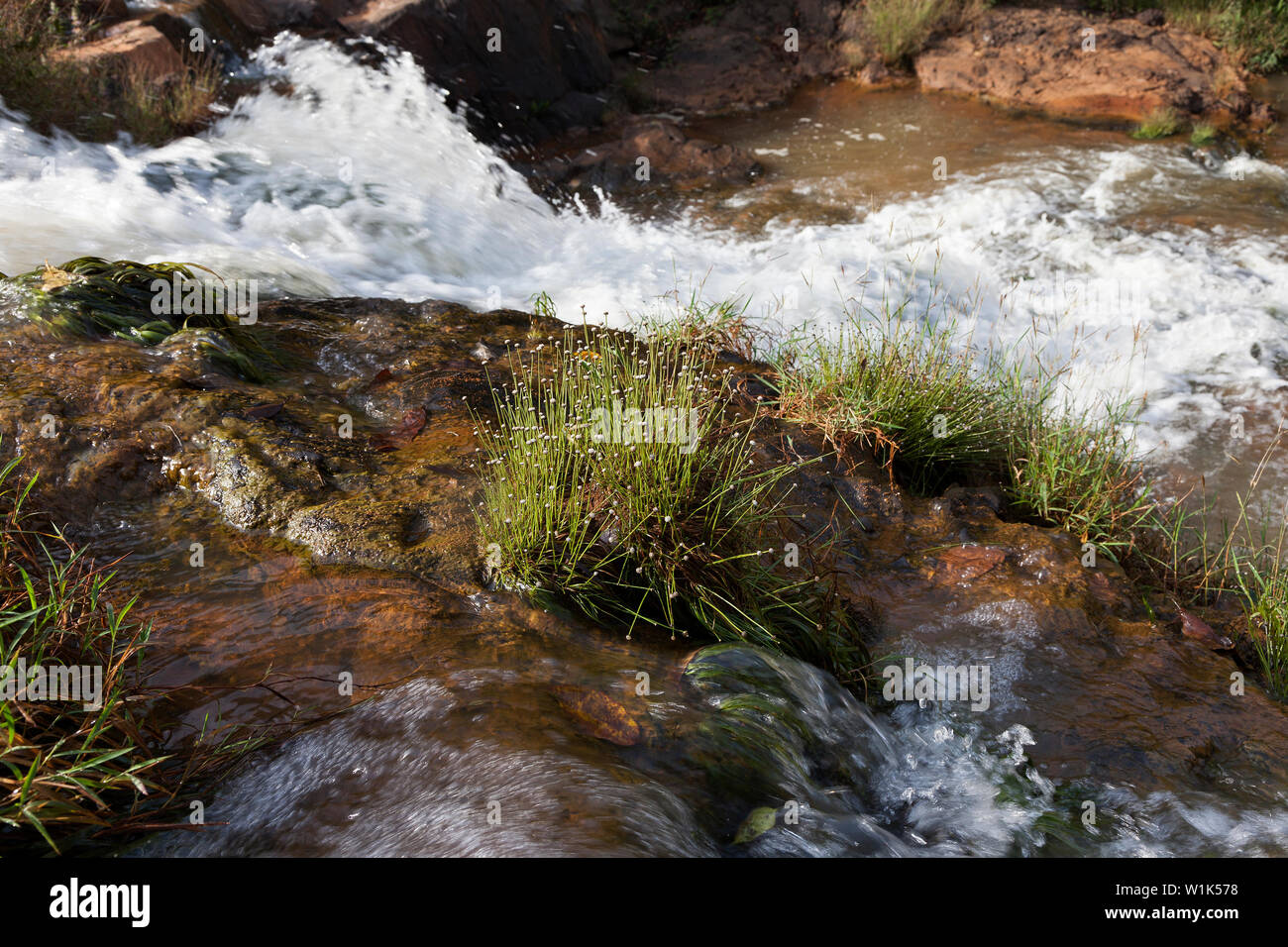 Piante rare scoperto in situ su rapide nel fiume durante il sondaggio di botanica e della ricerca durante il progetto CSR per la società industriale. Sierra Leone, Africa Foto Stock