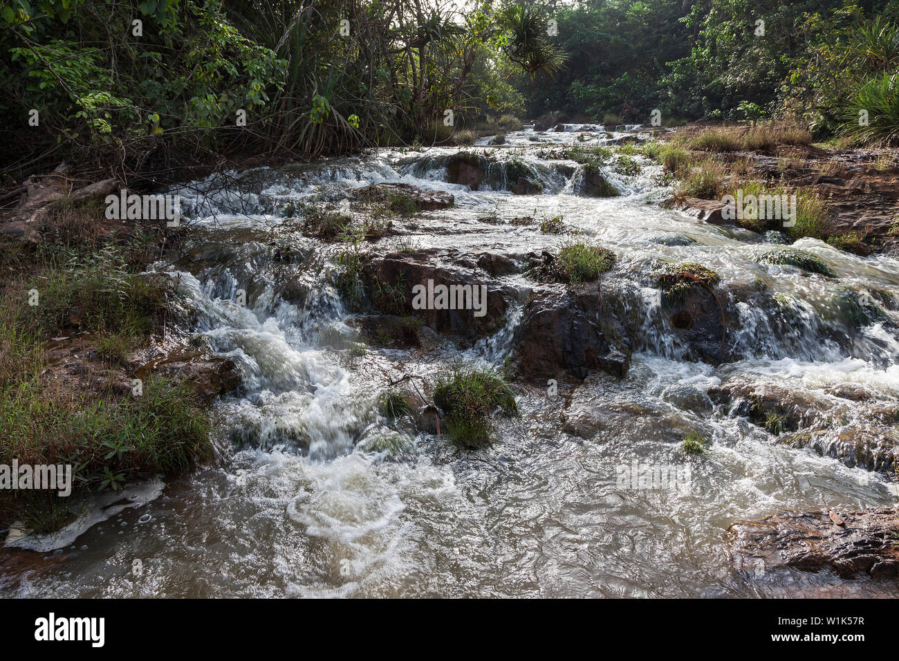 Piante rare scoperto in situ su rapide nel fiume durante il sondaggio di botanica e della ricerca durante il progetto CSR per la società industriale. Sierra Leone, Africa Foto Stock