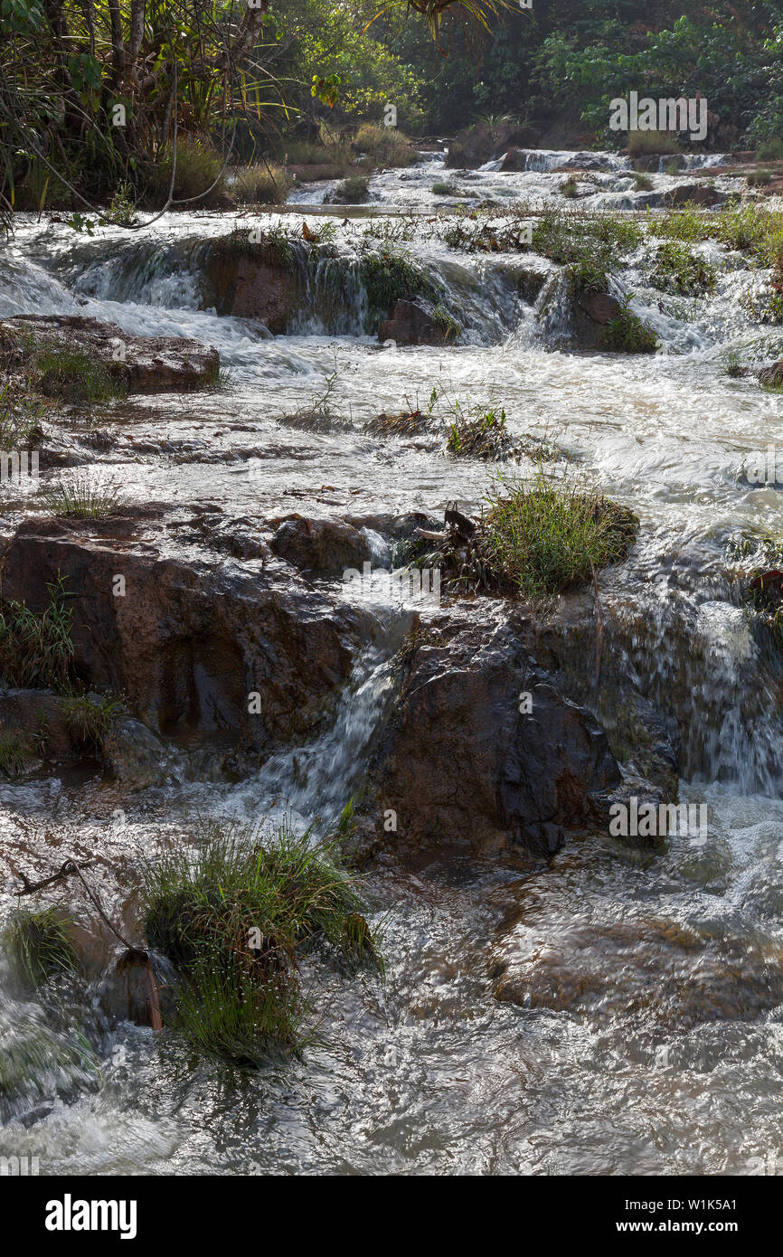 Piante rare scoperto in situ su rapide nel fiume durante il sondaggio di botanica e della ricerca durante il progetto CSR per la società industriale. Sierra Leone, Africa Foto Stock