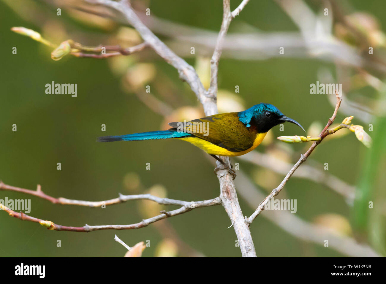 Verde-tailed sunbird, maschio, Aethopyga nipalensis, Chopta, Uttarakhand, India. Foto Stock