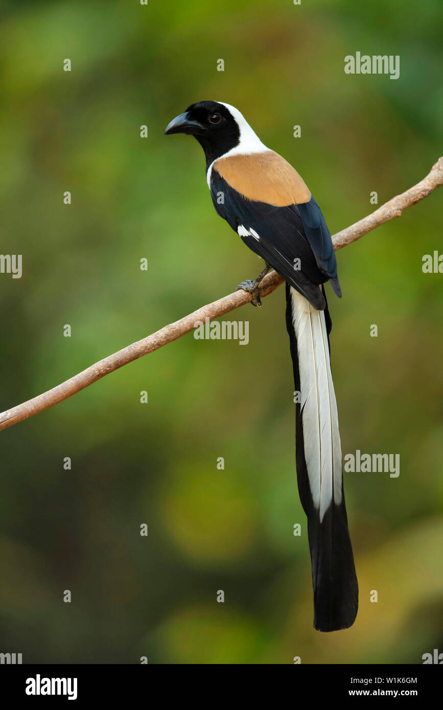 Bianco-treepie panciuto, Dendrocitta leucogastra, i Ghati Occidentali, India. Foto Stock