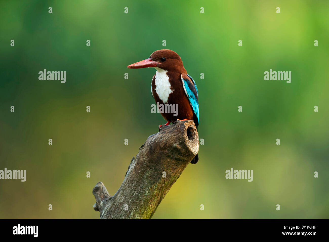 Bianco-throated kingfisher, Halcyon smyrnensis, i Ghati Occidentali, India. Foto Stock