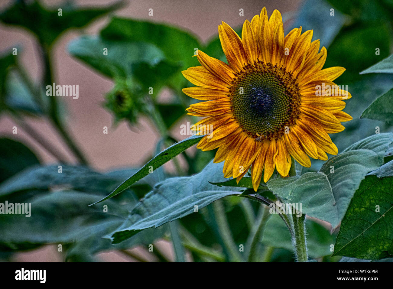 Era un caldo ed umido al giorno, ma il girasole a Gairloch Giardini in Oakville sembrava non mente. Foto Stock