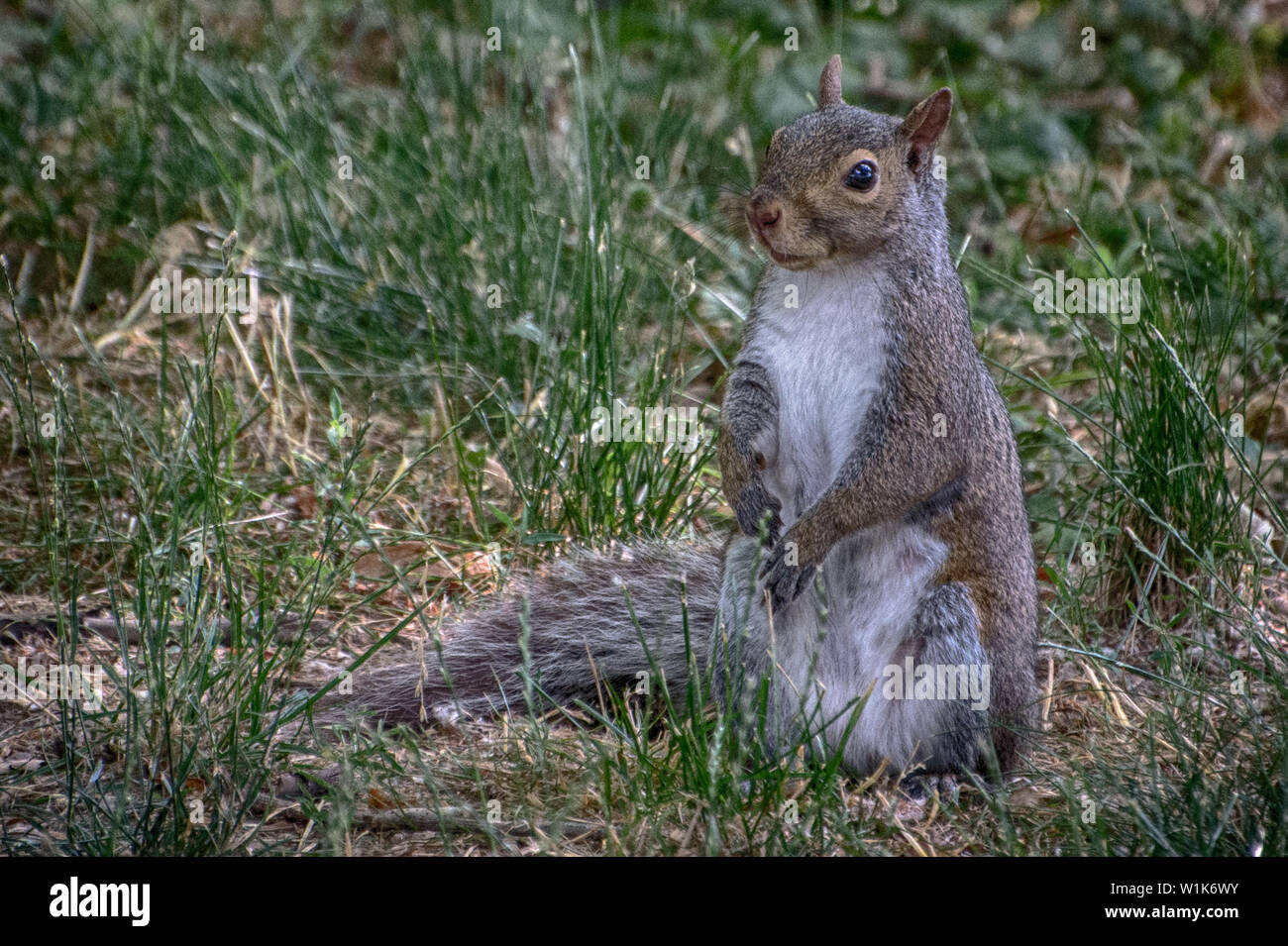 Ogni cane che abbiamo mai avuto non poteva tenerla insieme quando una di queste creature è venuto intorno. Questo piccolo uno era un Bronte Beach Park in Oakville, a. Foto Stock