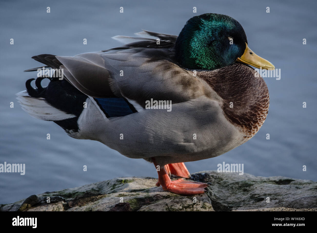 Il pattern di piuma sul Mallard drake sono semplicemente meravigliosi. Foto Stock