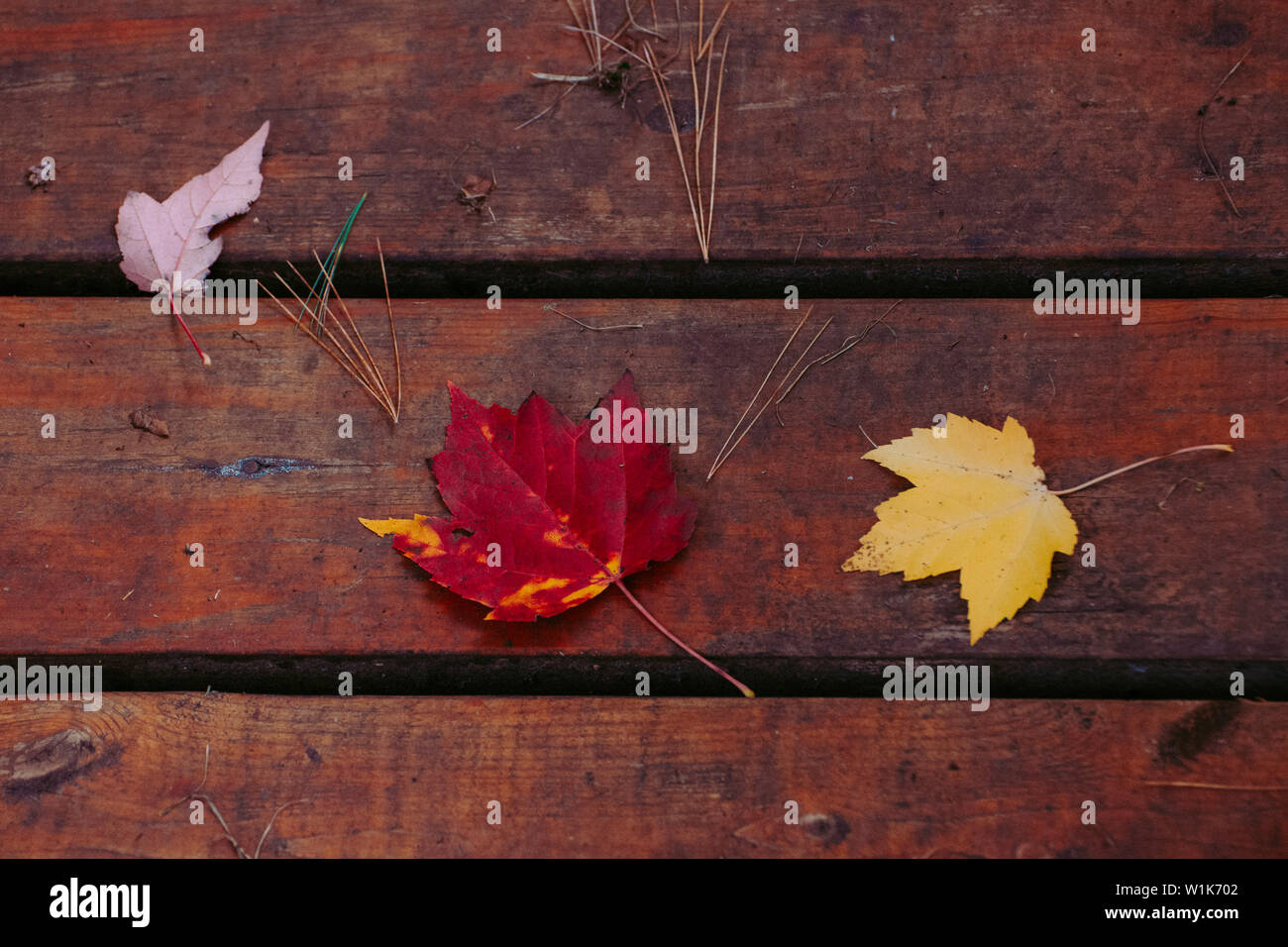 Gli alberi stanno iniziando a cambiare e perdere le loro foglie. In questo periodo dell'anno crea tutti i tipi di opportunità per alcune foto di ottima qualità. Foto Stock