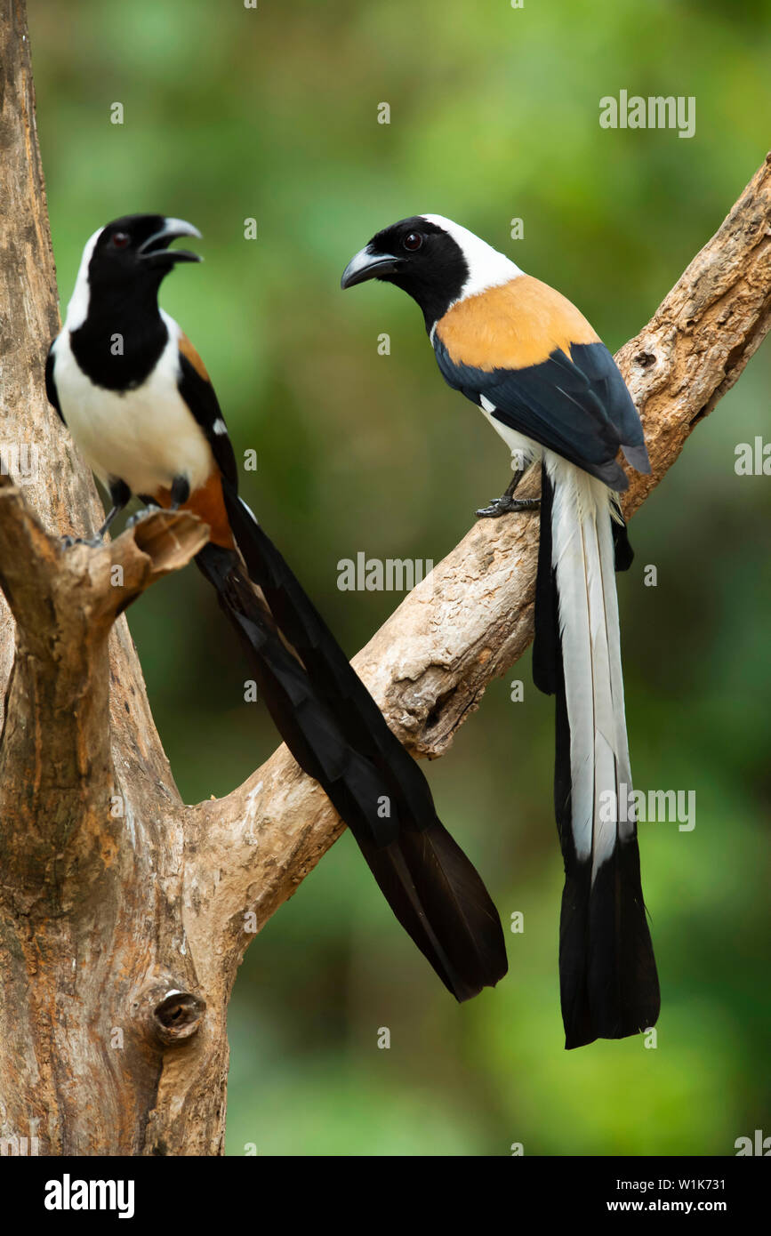 Bianco-treepie panciuto, Dendrocitta leucogastra, i Ghati Occidentali, India. Foto Stock