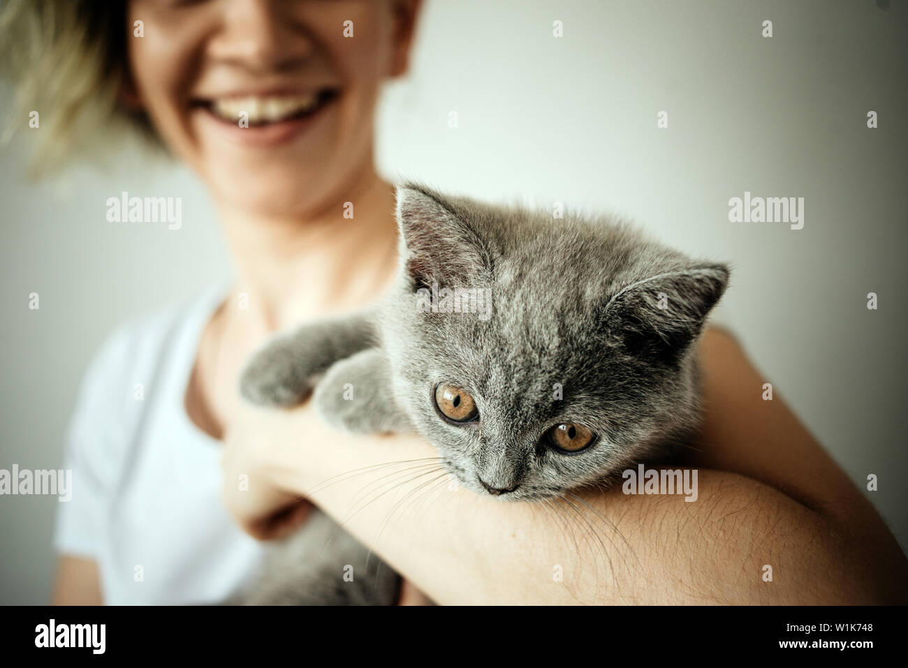 Felice gattino ama essere accarezzato da donna di mano. Il British Shorthair Foto Stock