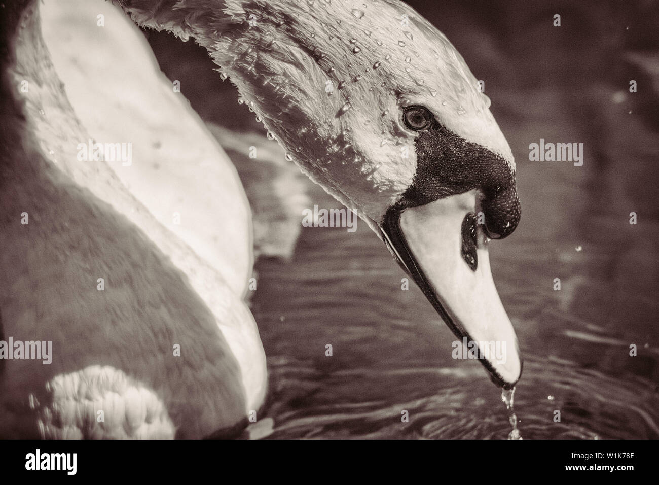 Mi piace il dramma che monocromatico può creare in alcuni scatti. A colori, questo cigno sembrava tranquillo e docile. In mono, sembra che egli è la tracciatura di Foto Stock
