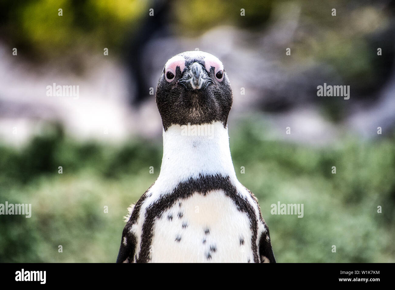 Lievi modifiche nel software di editing fotografico come Luminar 2018 (come un plugin per Lightroom) aggiungere una dimensione di "interessante" per le foto. Foto Stock