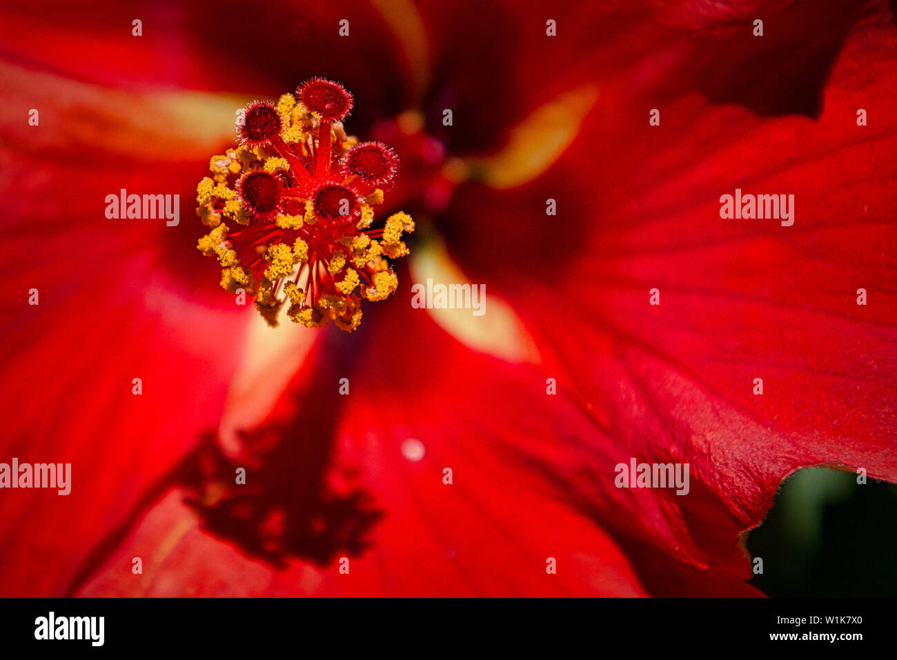 Il numero enorme di fiori delle Hawaii è schiacciante. Questo è un dettaglio di una bussola lungo il percorso dell'oceano. La metà pomeriggio sun cast qualche bella Foto Stock