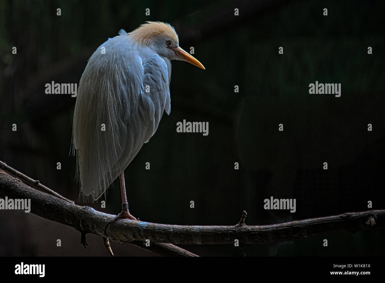 Un altro nel mio recente serie di animali e di uccelli " ritratti. Sto usando Luminar2018 per rimuovere gli sfondi e sono abbastanza soddisfatto della resu Foto Stock