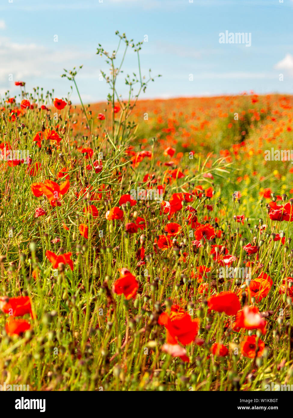 Campo di papaveri rossi che crescono selvaggi in estate, Hampshire, Inghilterra, Regno Unito Foto Stock