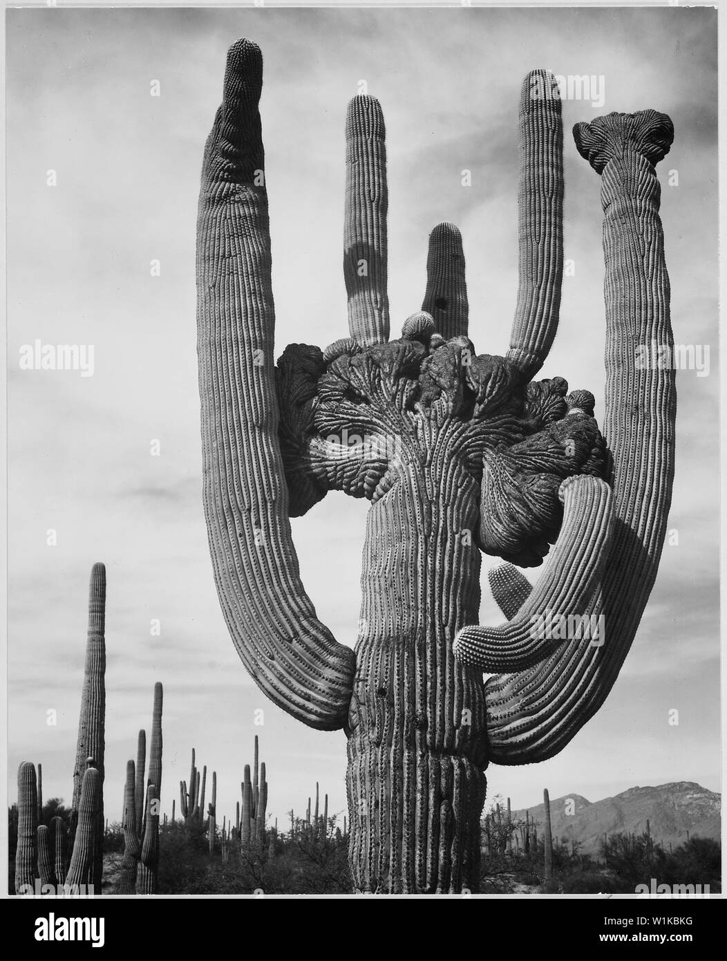 Vista di cactus e dintorni Saguaros, Saguaro National Monument, Arizona. (Orientamento verticale), 1933 - 1942 Foto Stock