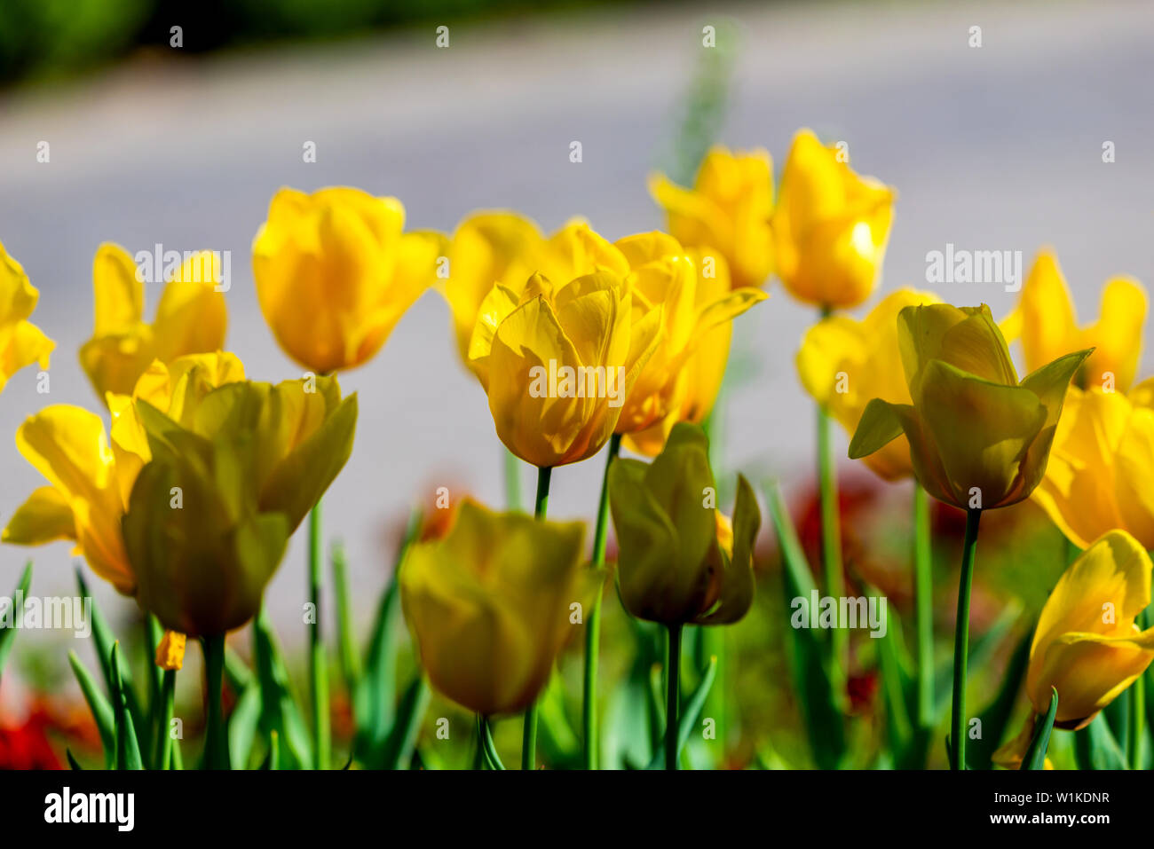 Molla di straordinario sfondo floreale, il tulipano giallo fiori. Foto Stock