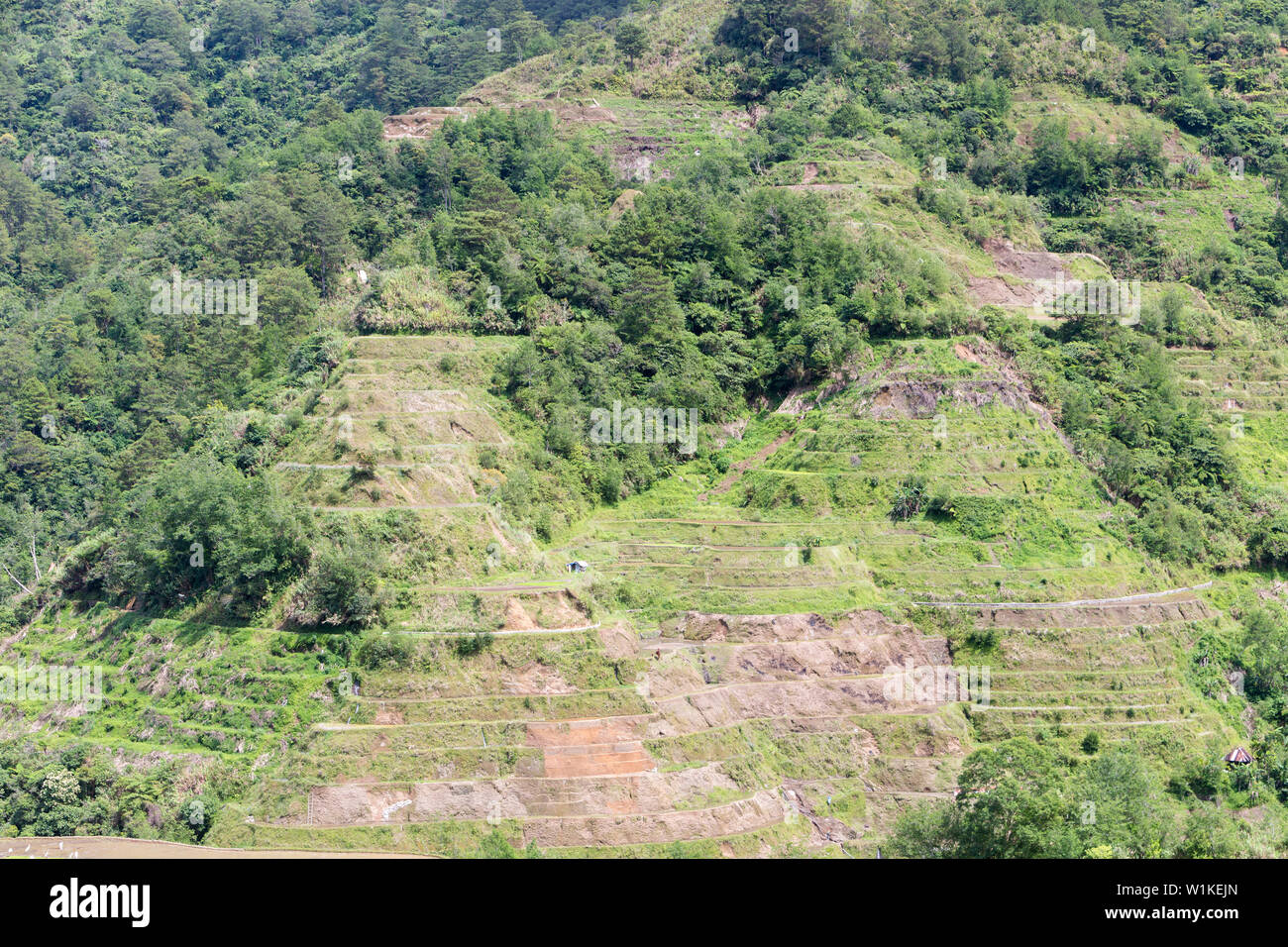 Vista dei terrazzi di riso come visto dal punto di vista Banaue, Banaue, Filippine Foto Stock