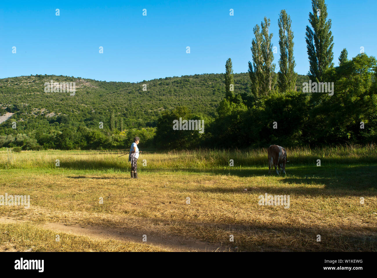 Una donna che tiene le mucche in natura Foto Stock